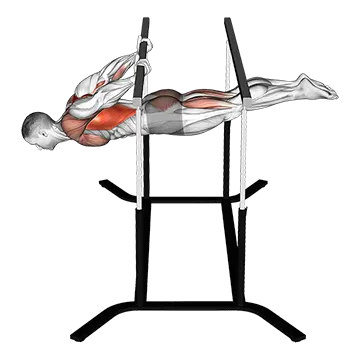 Best Calisthenics Back Workouts Back Lever