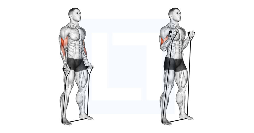 Exercise Band Bicep Curls At Jack Nusbaum Blog