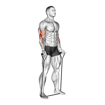 Best Resistance Band Bicep Workouts Band Biceps Curl