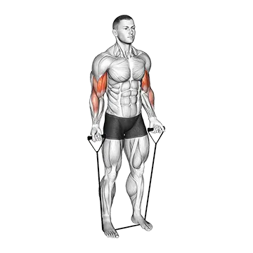 Band Close Grip Biceps Curl