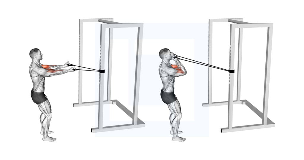 Band Horizontal Biceps Curl