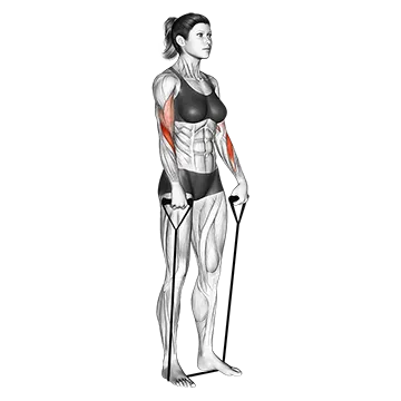 Best Resistance Band Bicep Workouts Band Reverse Curl