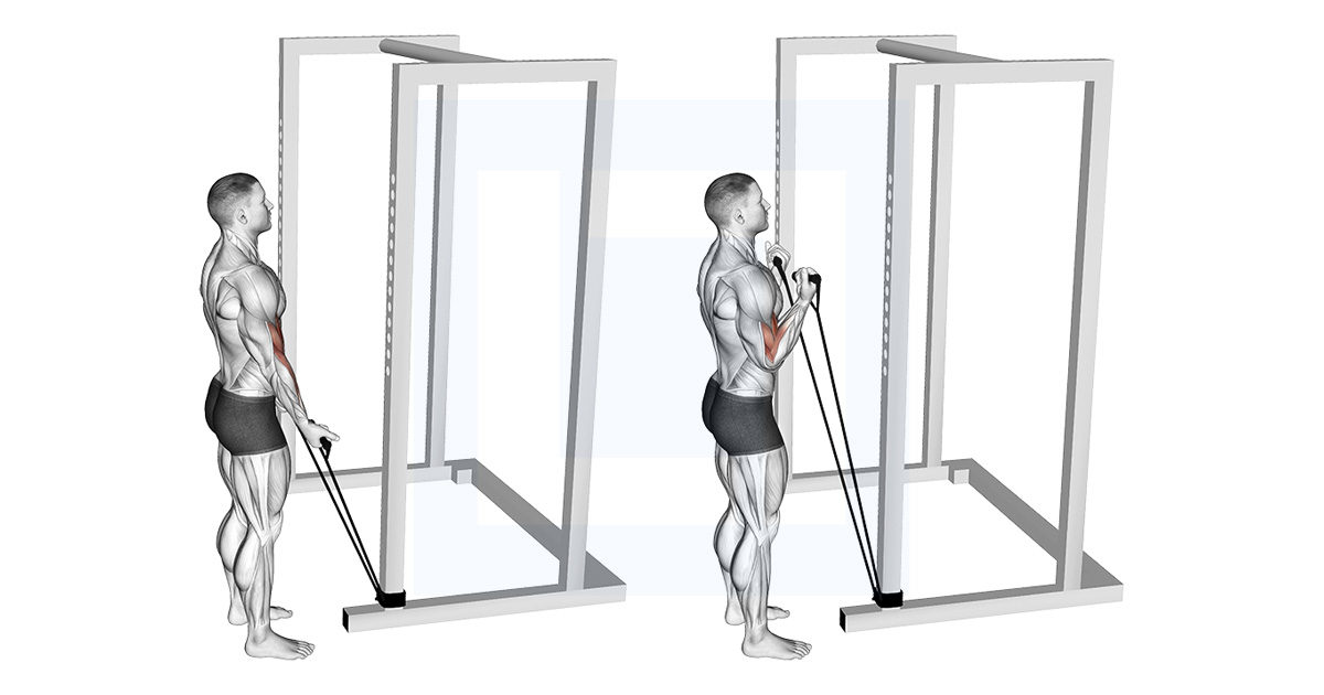 Band Standard Biceps Curl