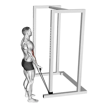 Best Resistance Band Workouts Band Standard Biceps Curl