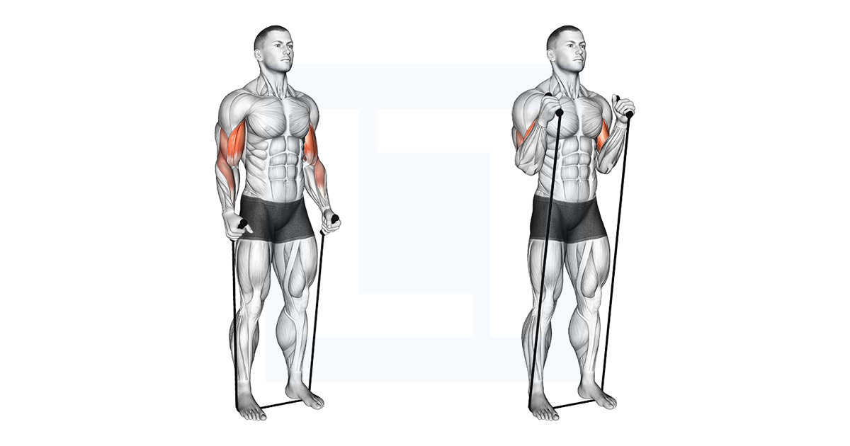 Band Standing Hammer Curl