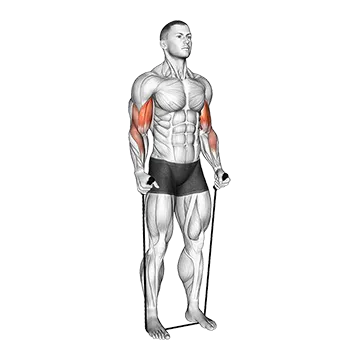 Best Resistance Band Forearm Workouts Band Standing Hammer Curl