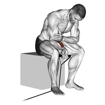 How To Grow Your Forearms Band Wrist Curl