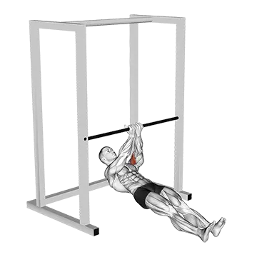 Bar Close Grip Biceps Curl