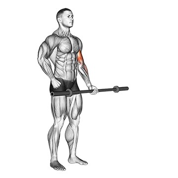 Best Barbell Bicep Workouts Barbell Alternate Biceps Curl