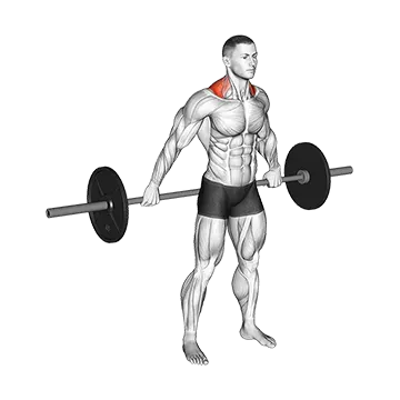 Barbell Back Wide Shrug