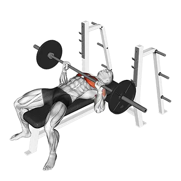 Best Push Pull Legs Routine Barbell Bench Press