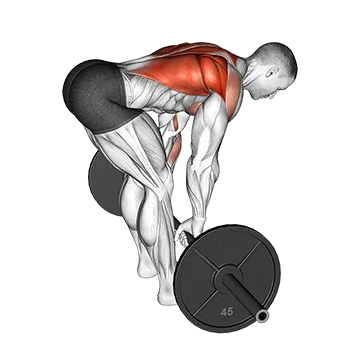Best Push Pull Legs Routine Barbell Bent Over Row