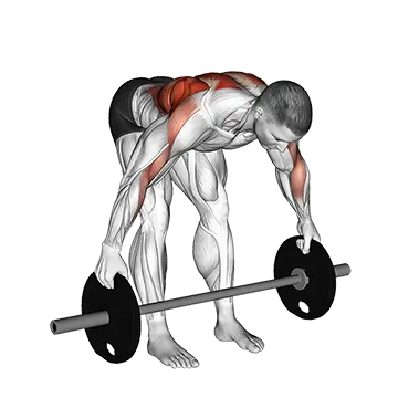 Barbell Bent Over Wide Alternate Row Plus