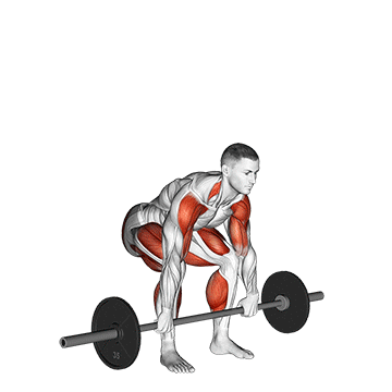 Best Barbell Back Workouts Barbell Clean Pull