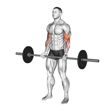 Best Push Pull Legs Routine Barbell Curl