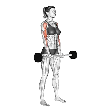 Best Long Head Bicep Exercises Barbell Drag Curl