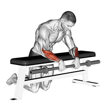 Best Barbell Forearm Workouts Barbell Palms Down Wrist Curl Over A Bench
