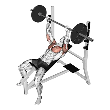 Barbell Pause Incline Bench Press