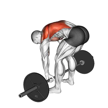 Best Upper Back Exercises Barbell Pendlay Row