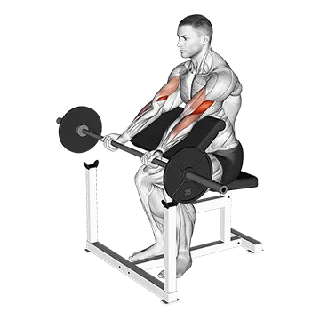 Best Short Head Bicep Exercises Barbell Preacher Curl