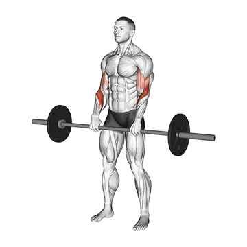 How To Build Bigger Forearms Barbell Reverse Curl