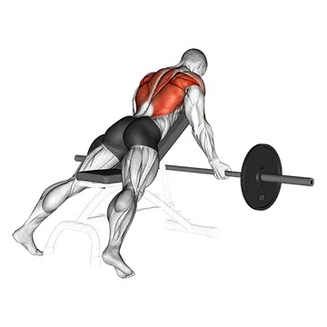 Barbell Reverse Grip Incline Bench Row