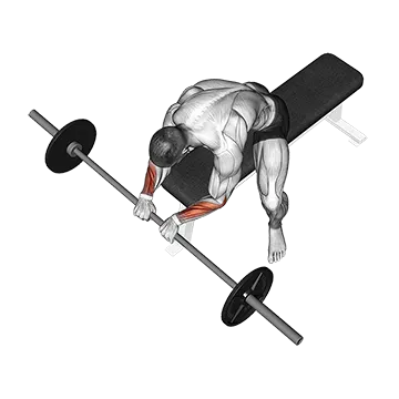 How To Build Bigger Forearms Barbell Reverse Wrist Curl
