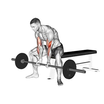 Barbell Seated Close Grip Concentration Curl