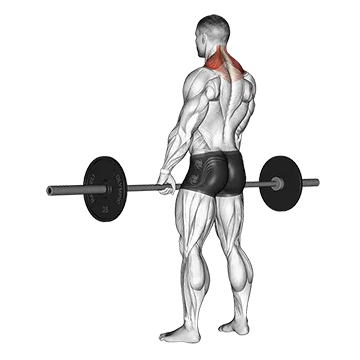 How To Build A Bigger Back Barbell Shrug