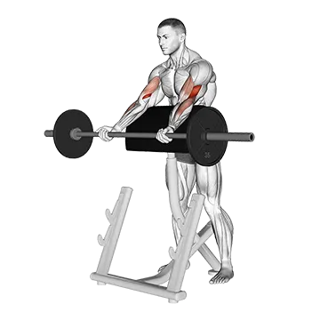 Best Long Head Bicep Exercises Barbell Spider Curl