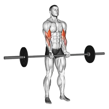 Barbell Standing Close Grip Curl