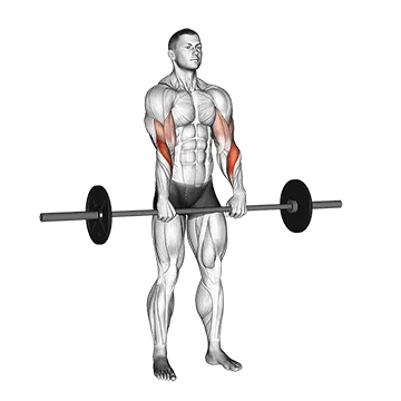 Best Barbell Bicep Workouts Barbell Standing Reverse Grip Curl