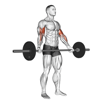 Best Barbell Bicep Workouts Barbell Standing WideGrip Biceps Curl