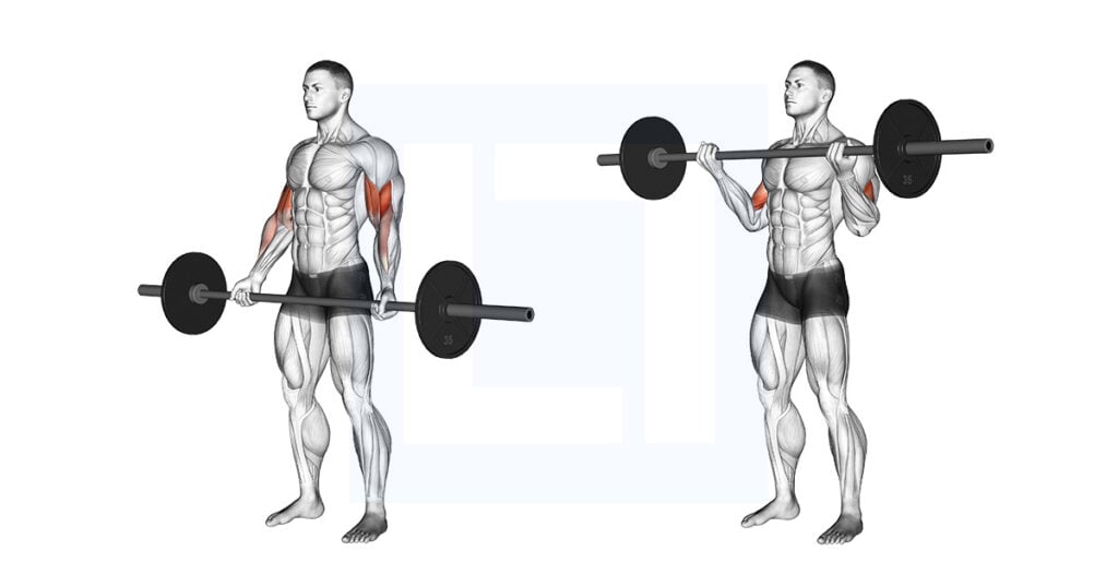 Barbell Standing Wide Grip Curl
