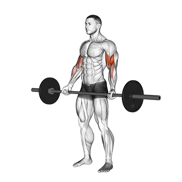 Barbell Standing Wide Grip Curl