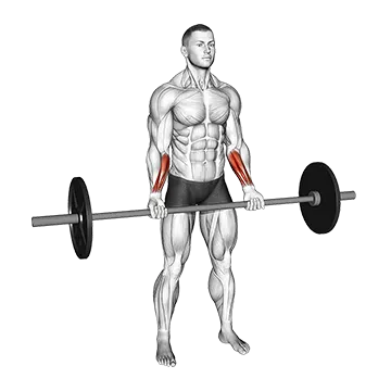 Barbell Standing Wrist Curl