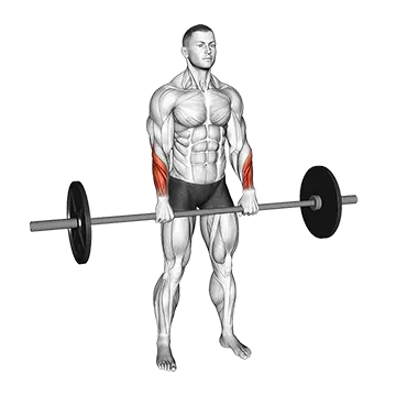 Best Barbell Forearm Workouts Barbell Standing Wrist Reverse Curl