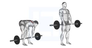Barbell Stiff Legged Deadlift - Guide, Benefits, and Form