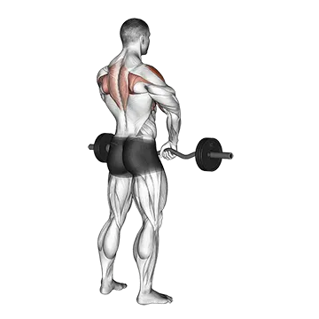 How To Build Bigger Shoulders Barbell Upright Row