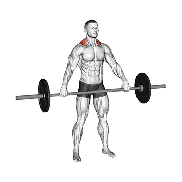 Barbell Wide Shrug