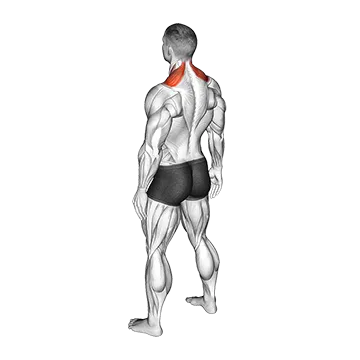 Bodyweight Shrug