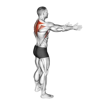 Bodyweight Standing Scapula Row