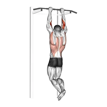 Best Bodyweight Bicep Workouts Brachialis Pull Up