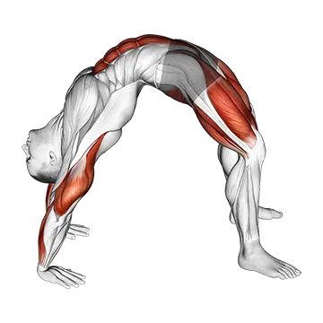 Best Yoga Poses For Beginners Bridge Pose Yoga Stretch