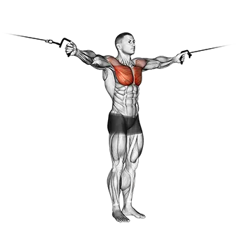 Best Bro Split Workout Cable Crossover