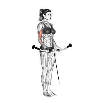 Best Cable Bicep Workouts Cable Curl