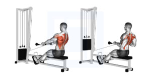 Cable Low Seated Row: Low Pulley Seated Cable Row