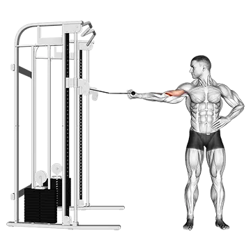 Best Cable Bicep Workouts Cable One Arm Inner Biceps Curl