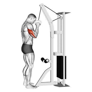 Best Cable Tricep Workouts Cable One Arm Tricep Pushdown