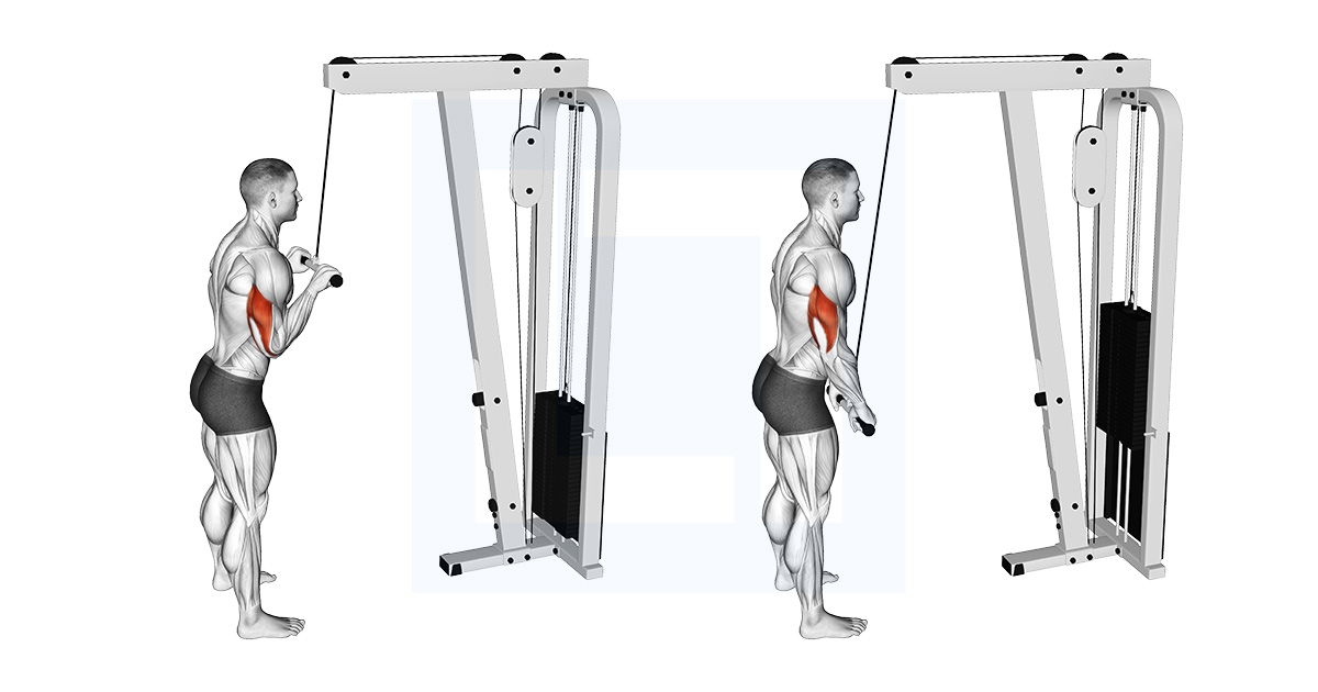 Tricep Rope Pushdown